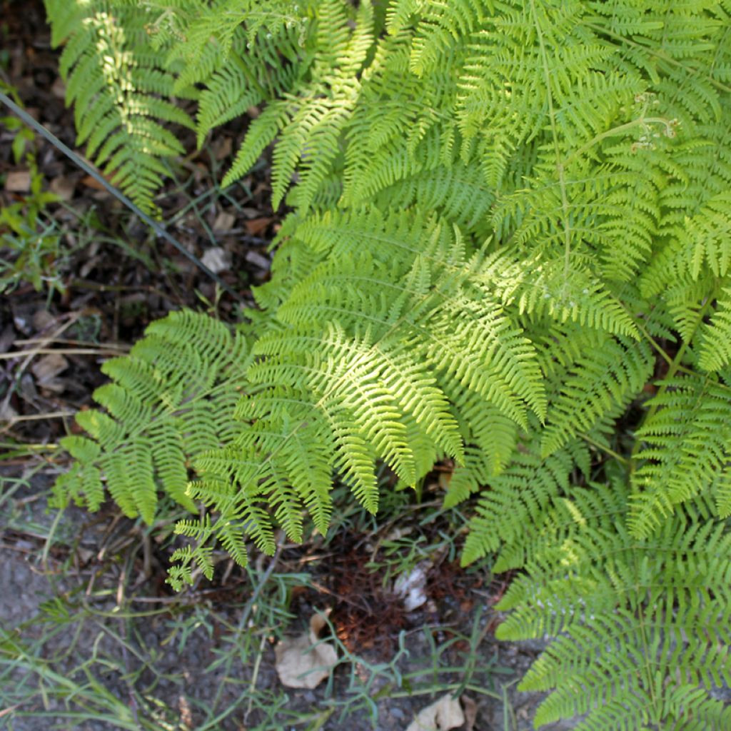 Dryopteris filix-mas - Feto-macho