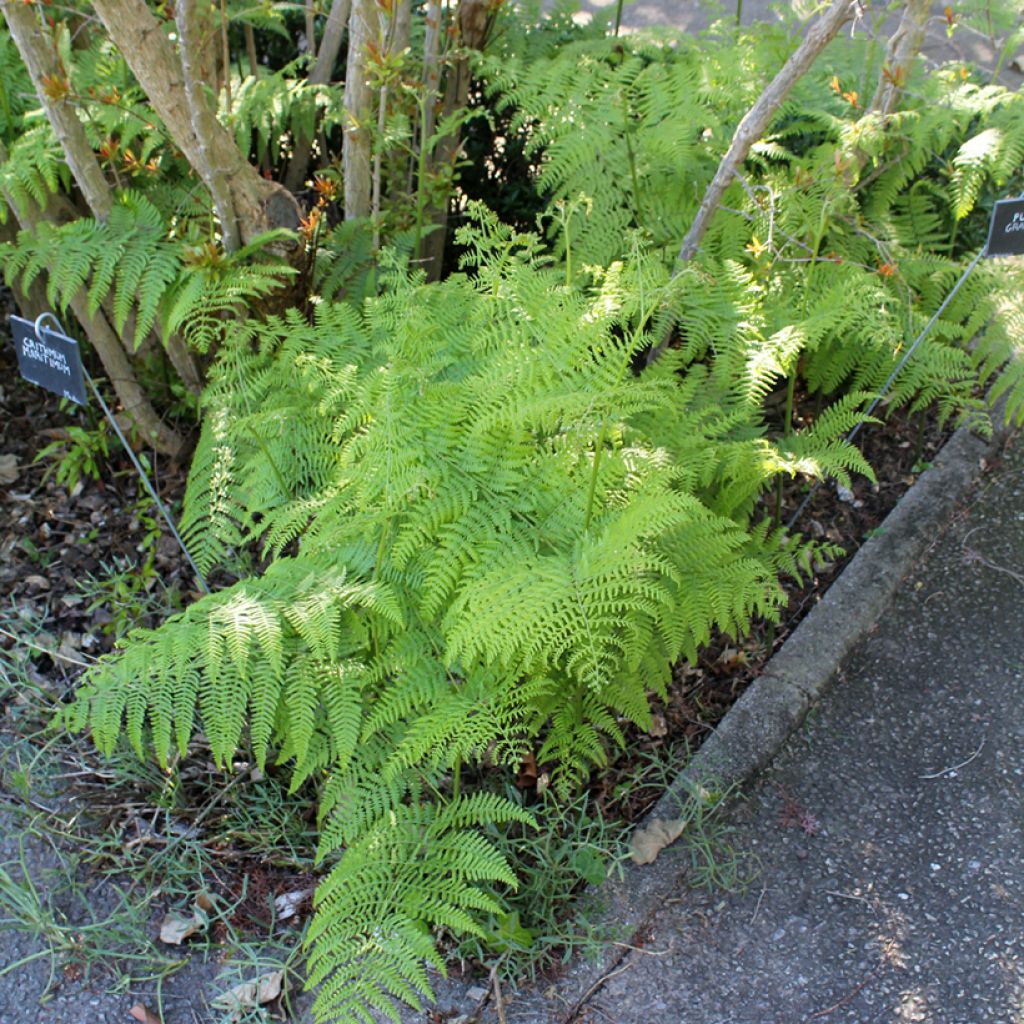Dryopteris filix-mas - Feto-macho