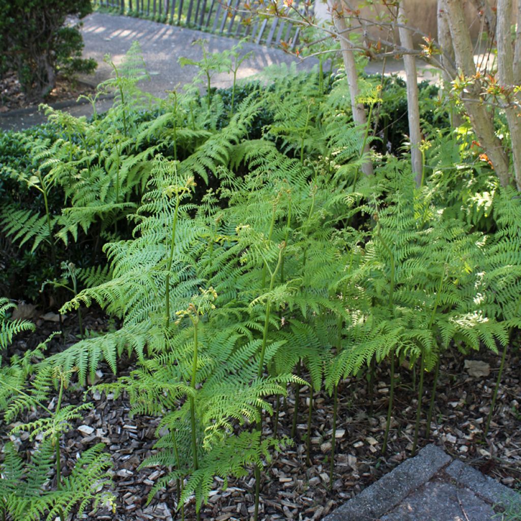 Dryopteris filix-mas - Feto-macho