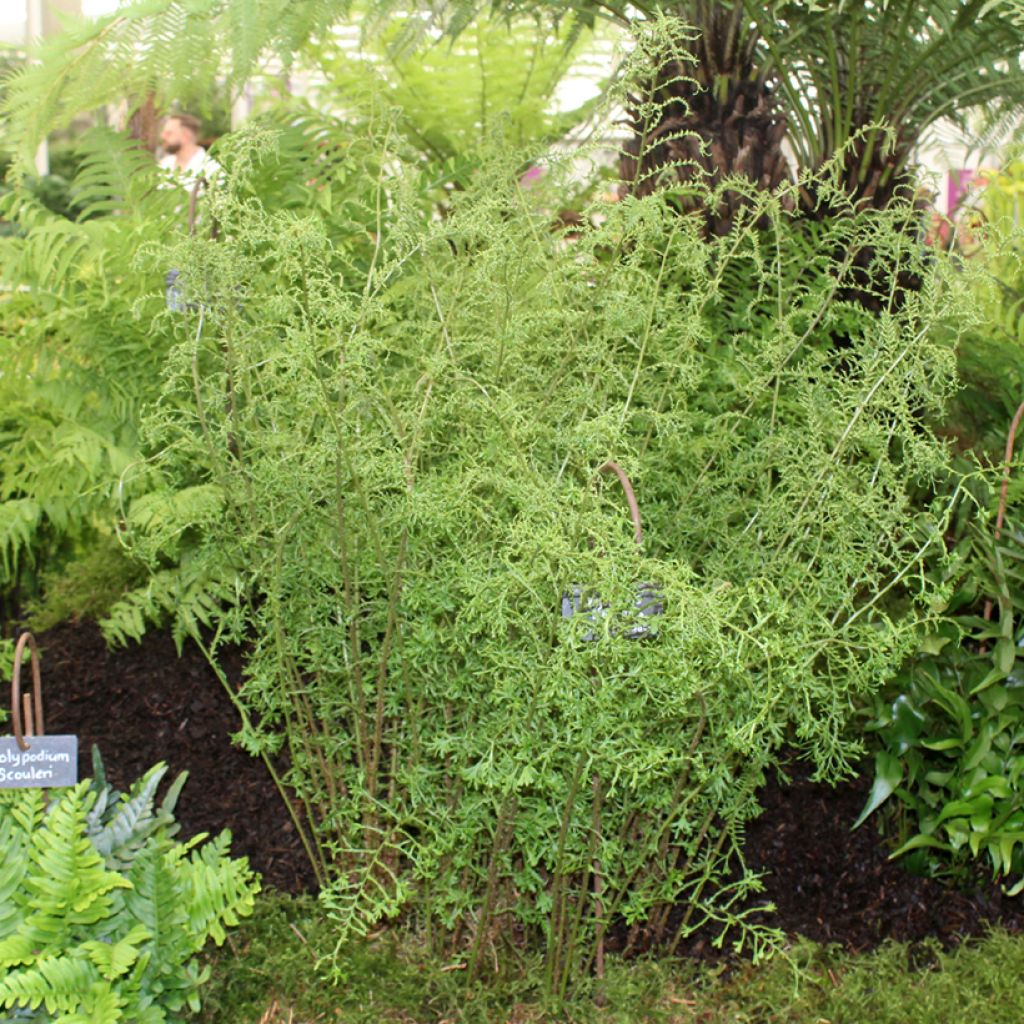 Dryopteris filix-mas Linearis Polydactyla - Feto-macho