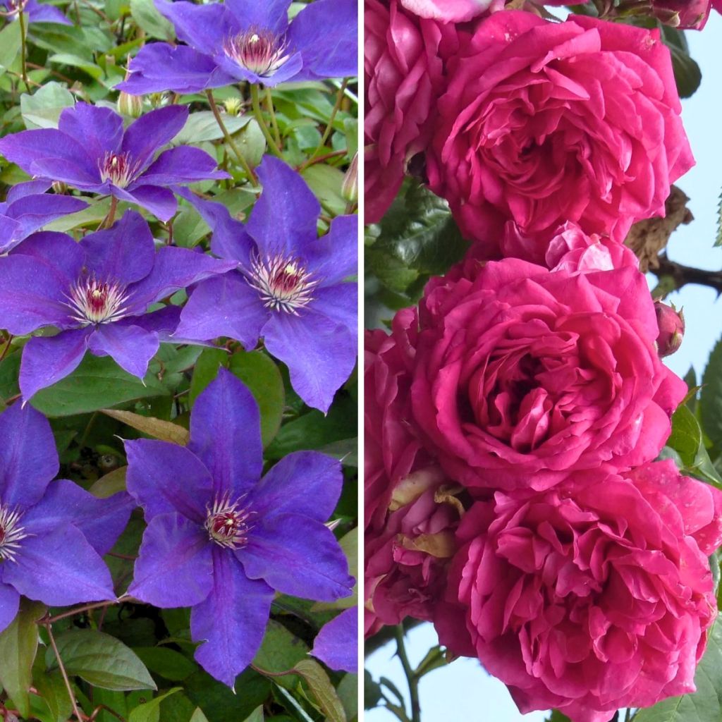 Duo Abundância - Clematite Pérola de Azul e Roseira Excelsa