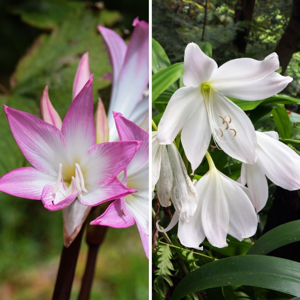 Duo de Amarílis (<i>Amaryllis belladonna</i>)