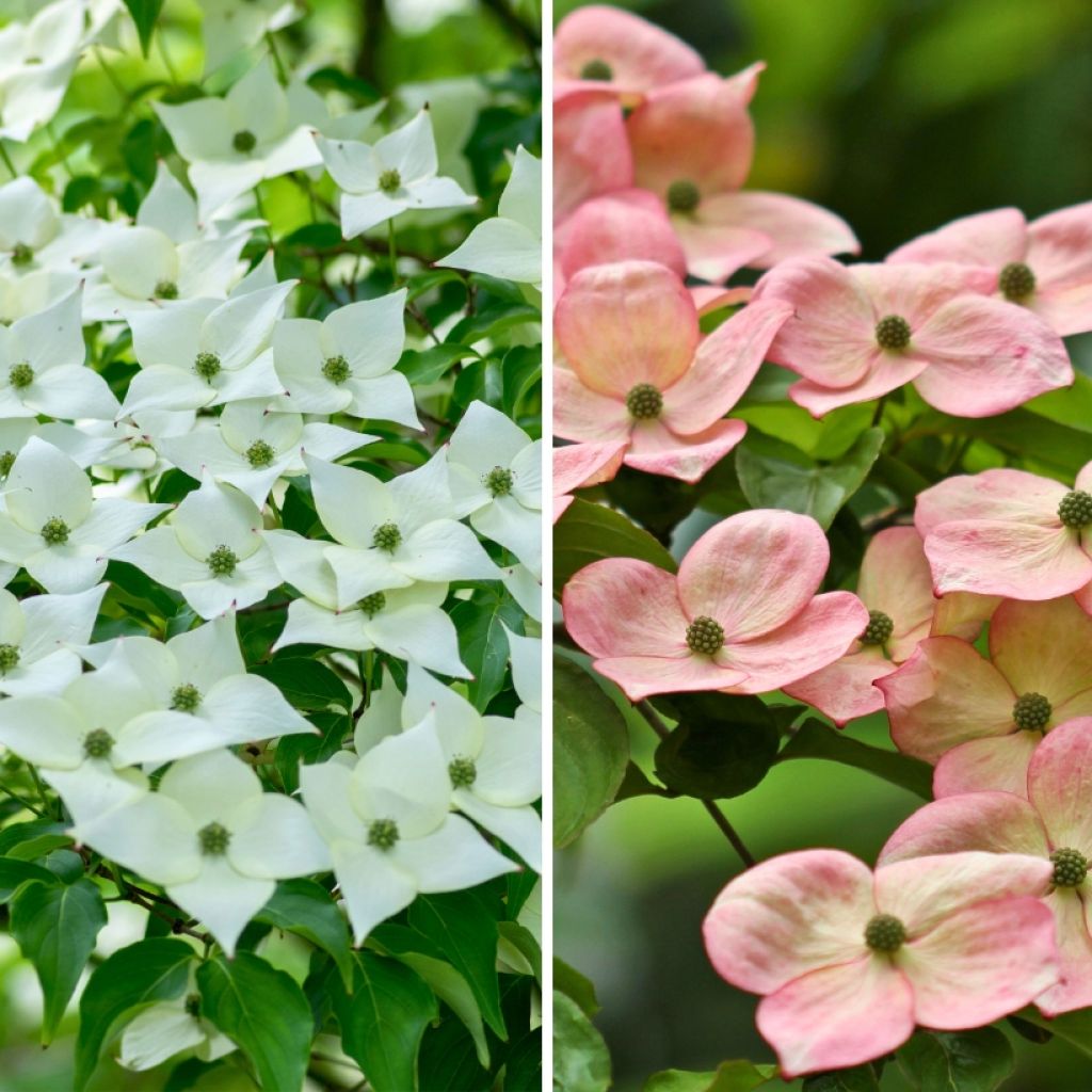 Duo de Corniso-da-China (<i>Cornus kousa</i>)