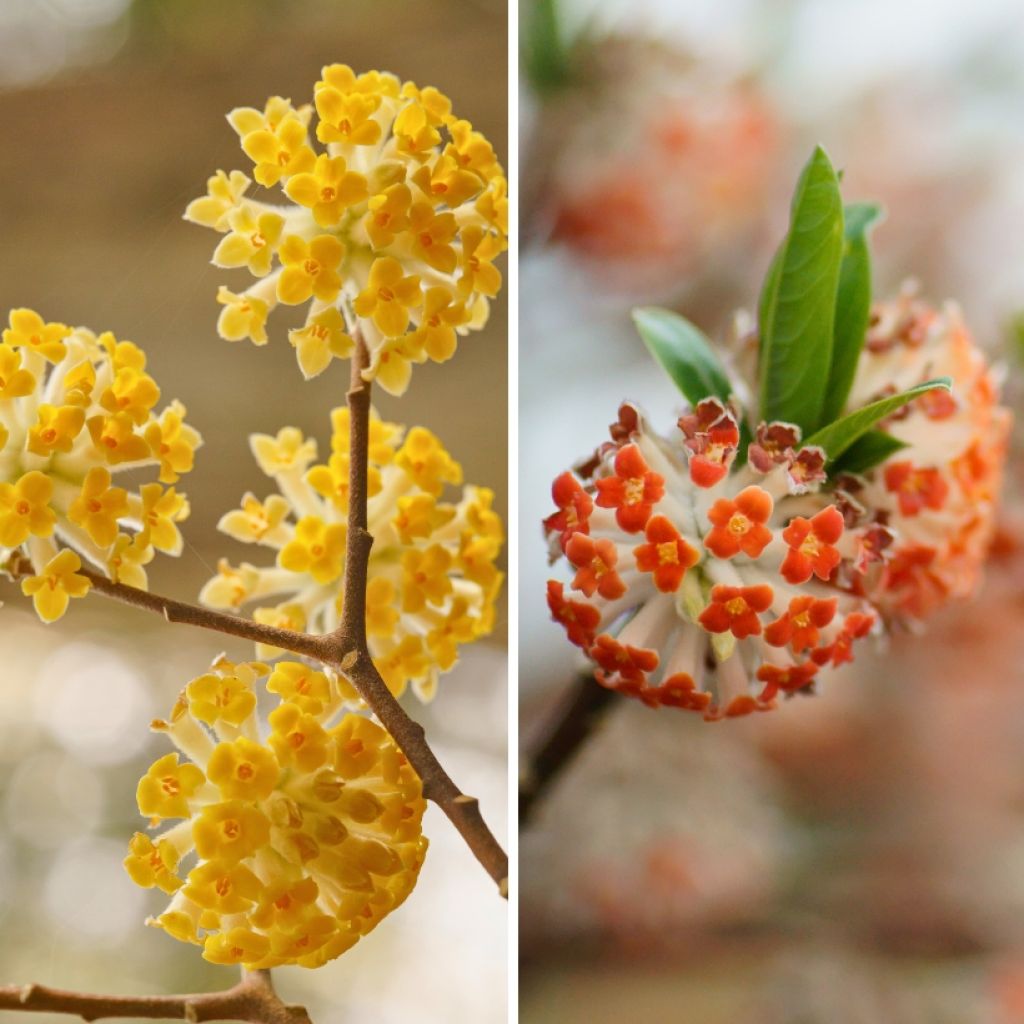 Duo de <em>Edgeworthia</em> - Floração invernal