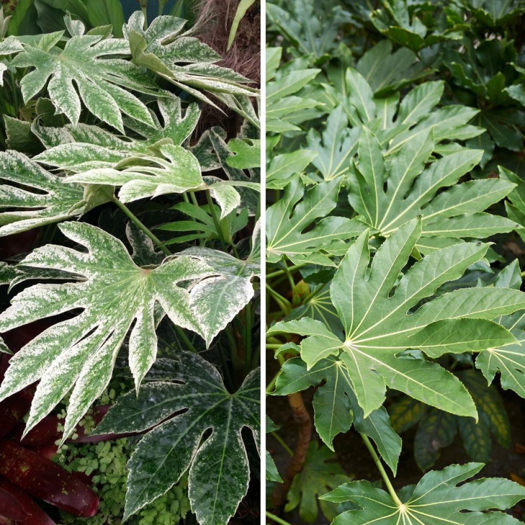 Duo de Fatsias para ambiente exótico