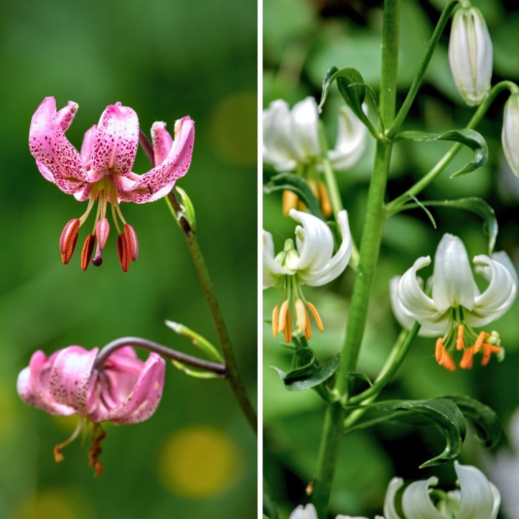 Duo de lírios-martagão (<i>Lilium martagon</i>)