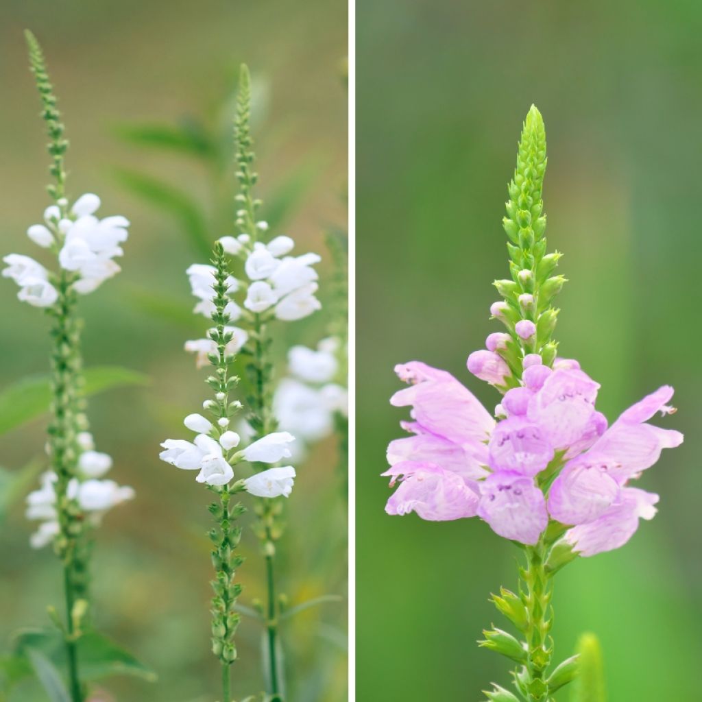 Duo de <i>Physostegia</i> branco e rosa