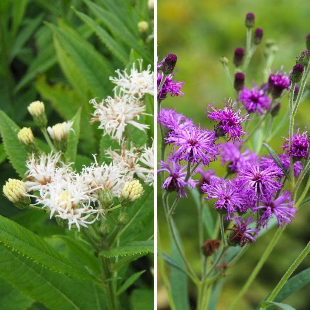 Duo de <i>Vernonia crinita</i>