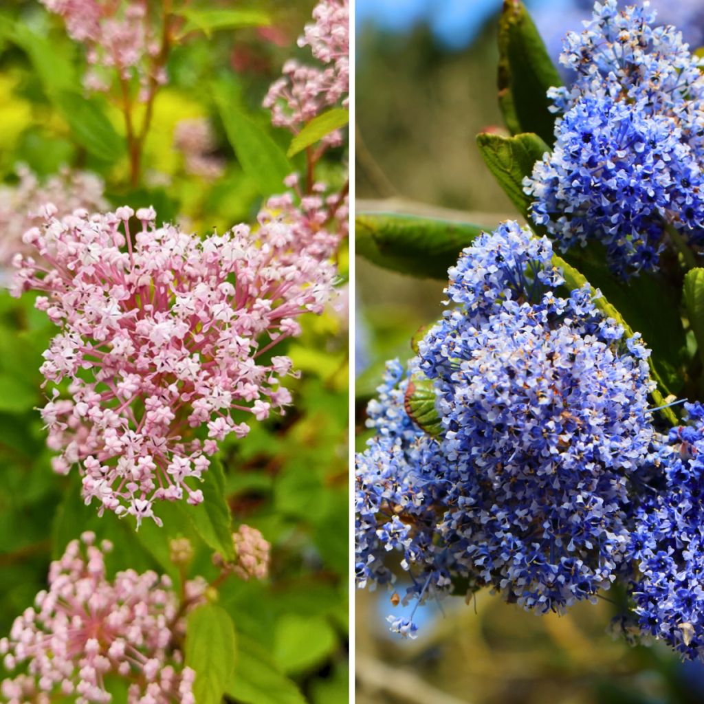 Duo de ceanotos de verão rústicos, rosa e azul