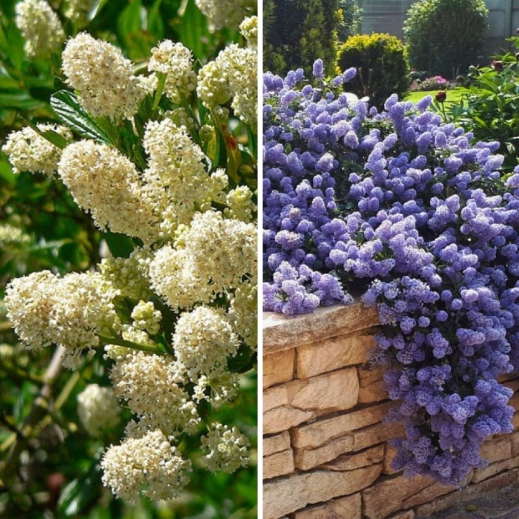 Duo de <i>Ceanothus</i> persistentes branco e azul