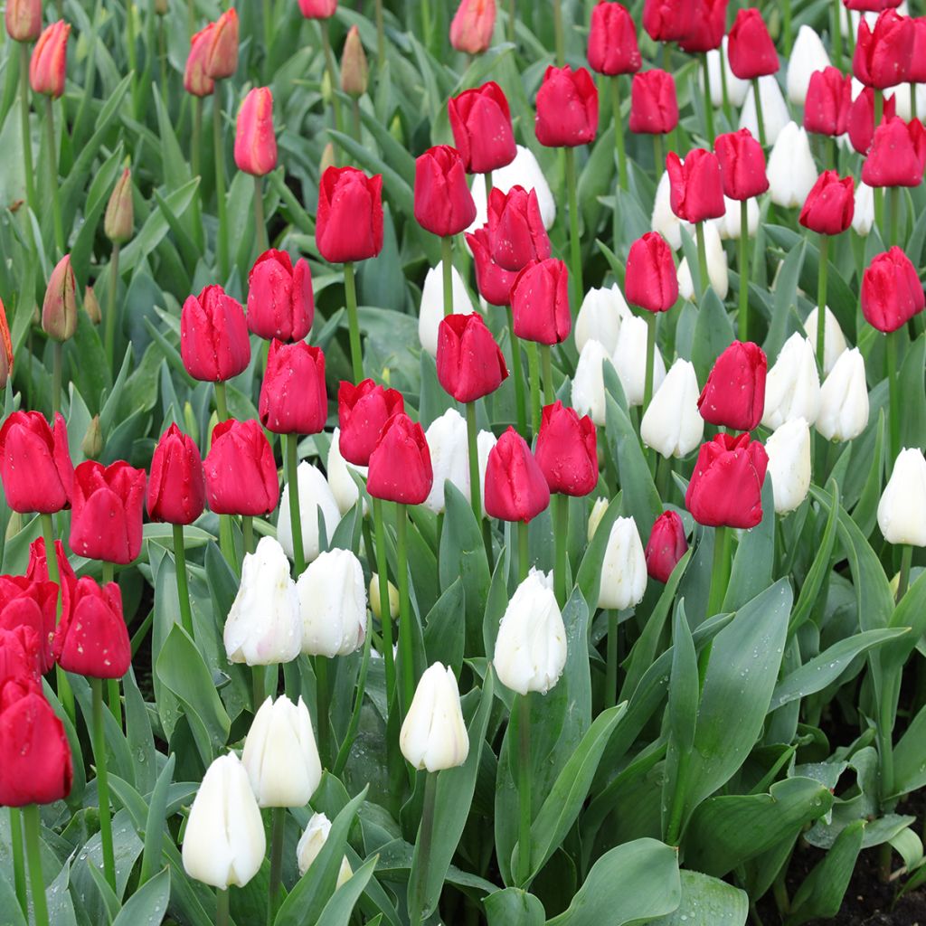 Duo de tulipas — Contraste vermelho e branco