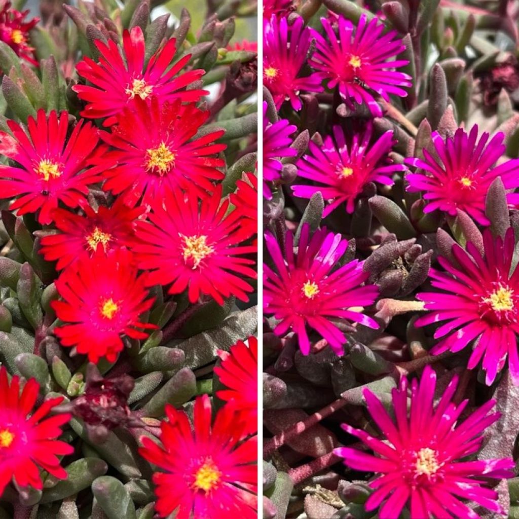 Duo de <i>Delosperma</i> com folhagem colorida 'Desert Dancers'
