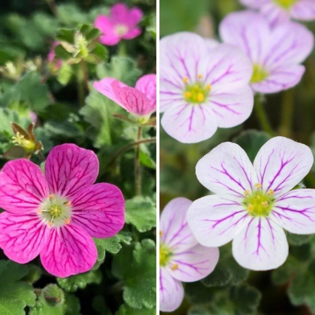Duo de <em>Erodium</em> rosa e branco