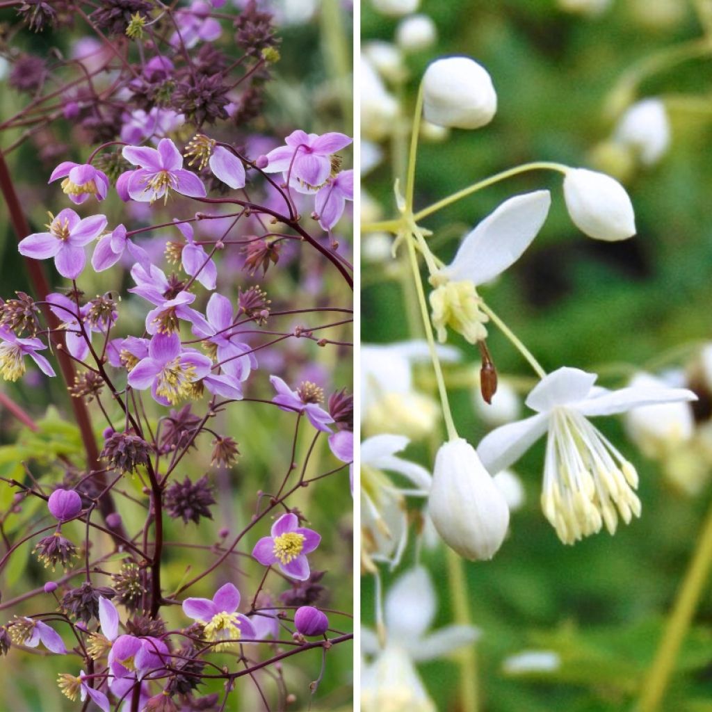 Duo de grandes <i>Thalictrum</i> de flores simples