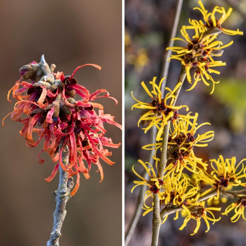 Duo <i>Hamamelis</i> — hamamélis amarela e vermelha