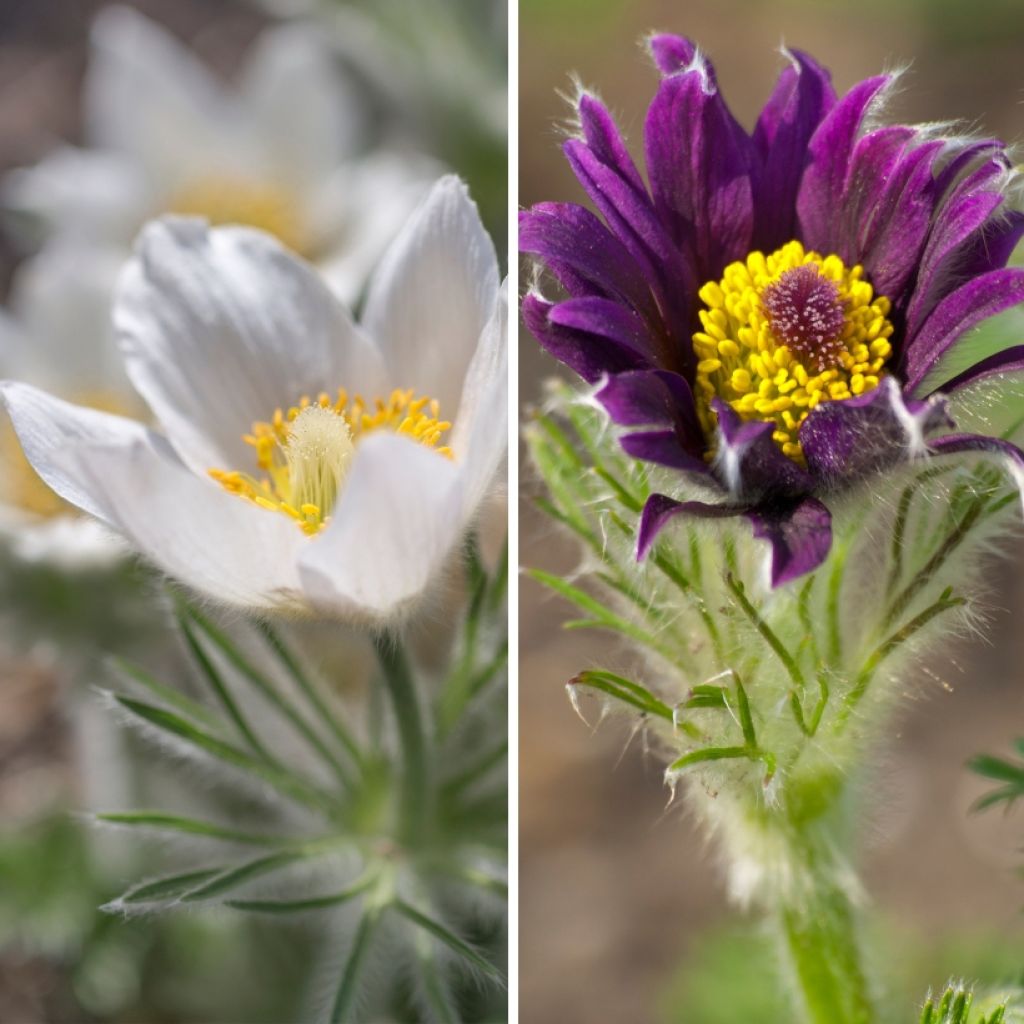 Duo de <i>Pulsatilla</i>
