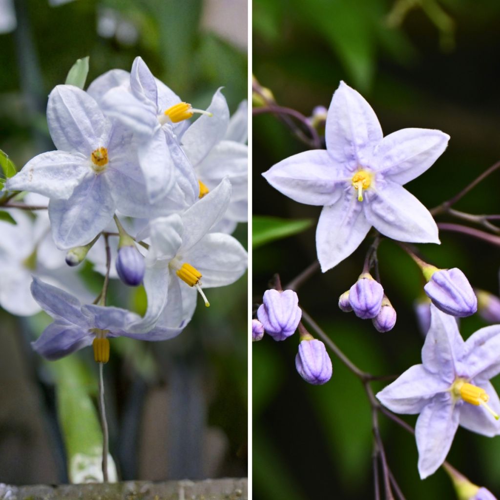 Duo <i>Solanum jasminoides</i> - falso-jasmim