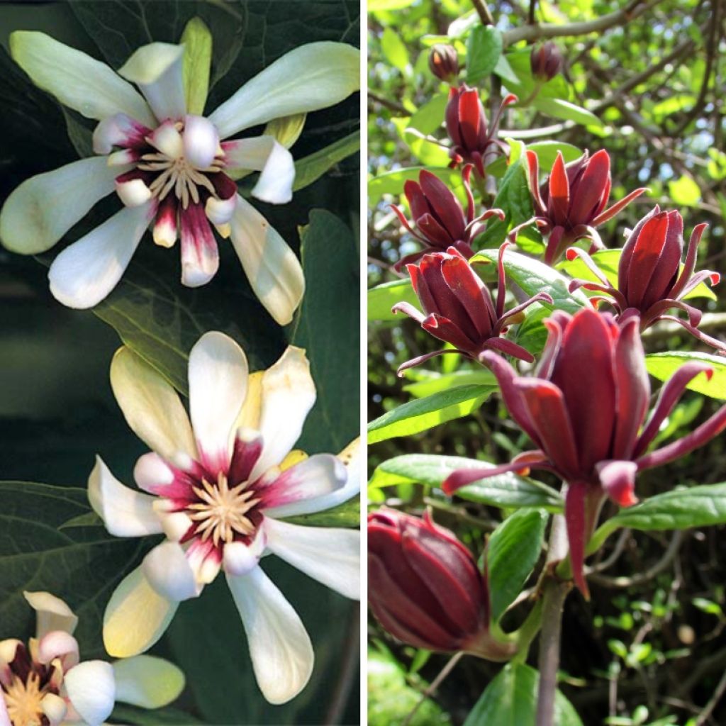 Duo <i>Calycanthus</i> - árvores-das-anémonas