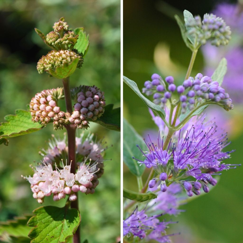 Duo de <i>Caryopteris</i> rosa e azul