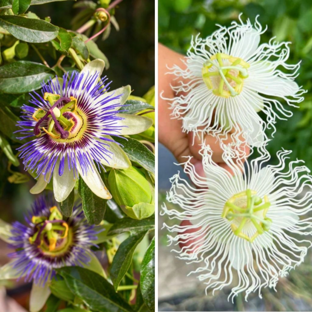 Duo de passifloras resistentes até -12 °C