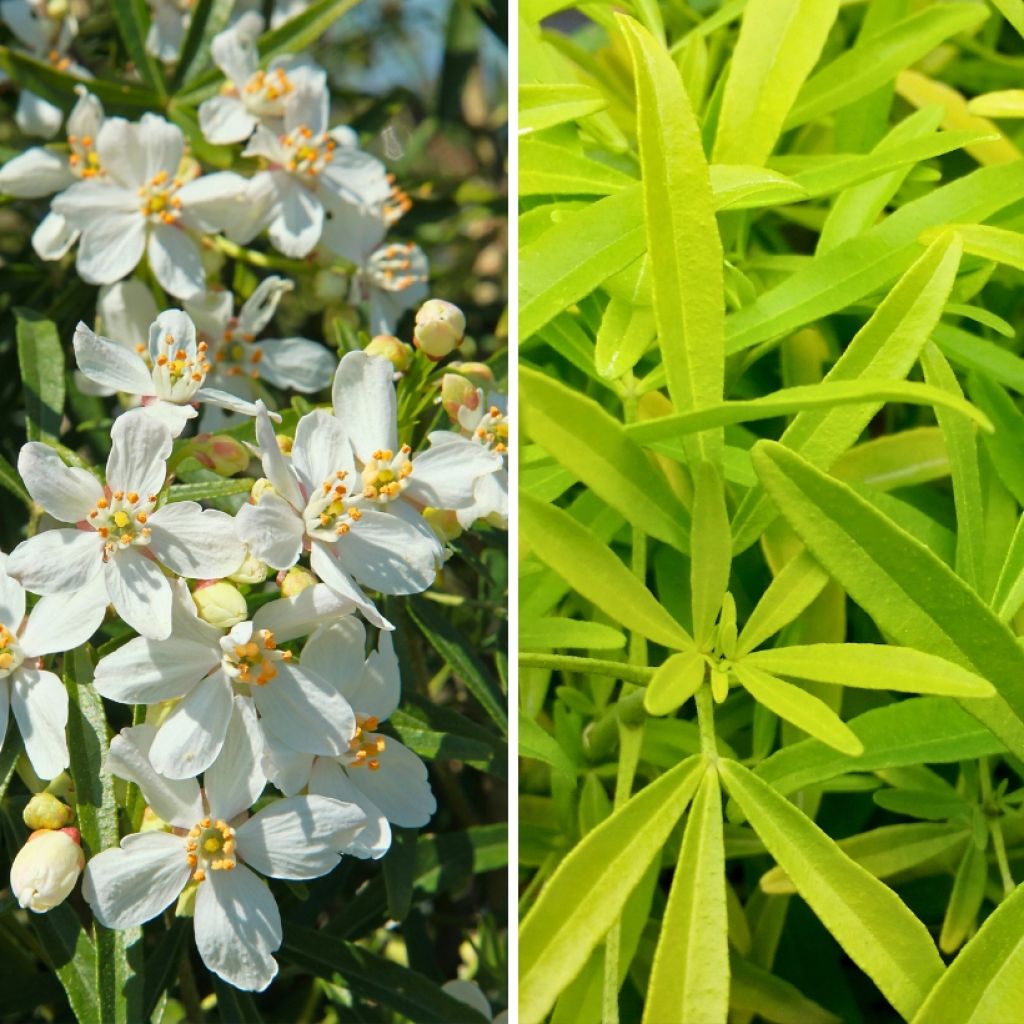 Duo de pequenas plantas de Choisya (<i>Choisya ternata</i>) para maciços e vasos