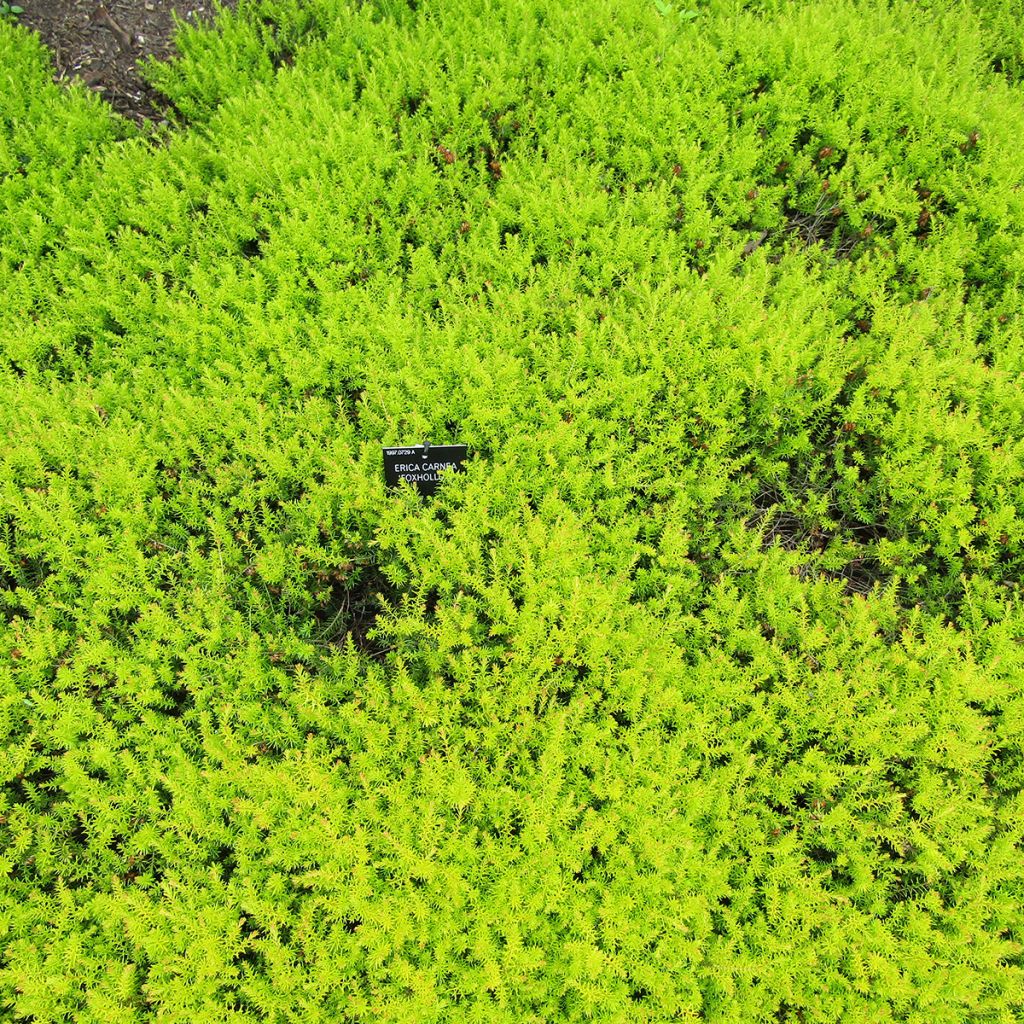 Urze-de-inverno Foxhollow - Erica carnea