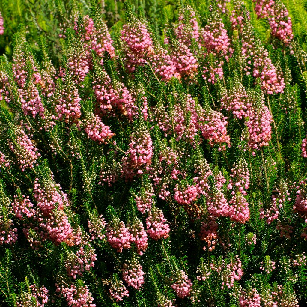 Erica vagans St Keverne