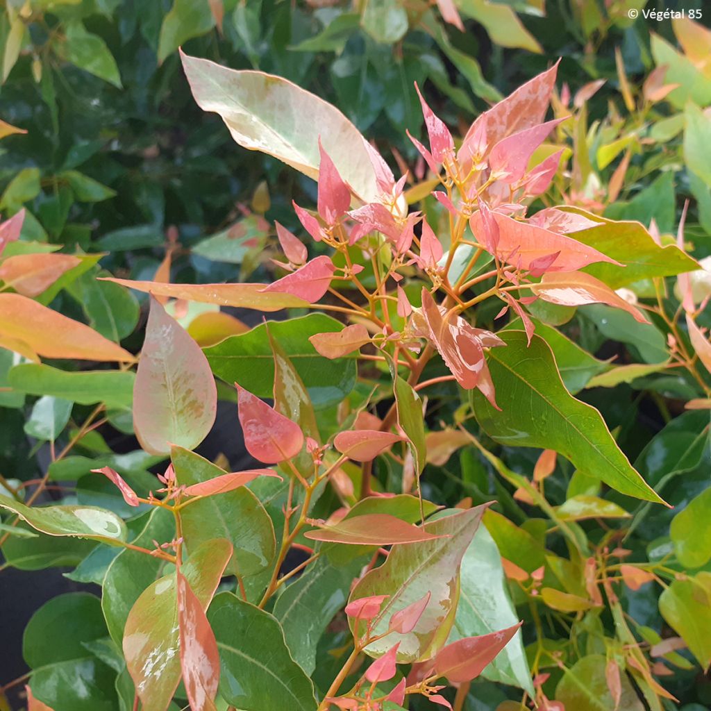 Eucalipto-tuarto Kaduri - Eucalyptus gomphocephala