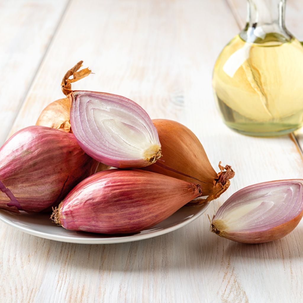 Chalota Longor plantas jovens