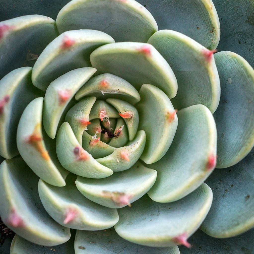 Echeveria Shira