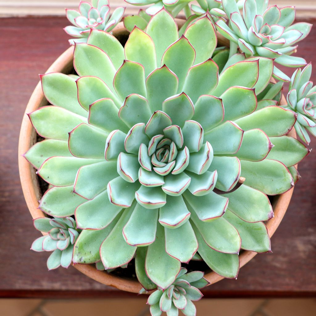 Echeveria pulidonis