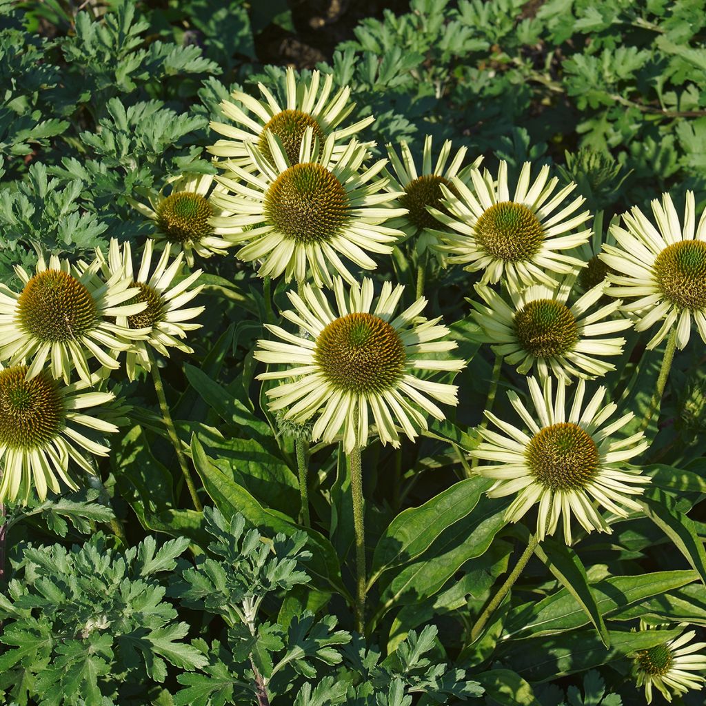 Echinacea Avalanche