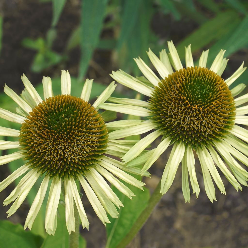 Echinacea Avalanche