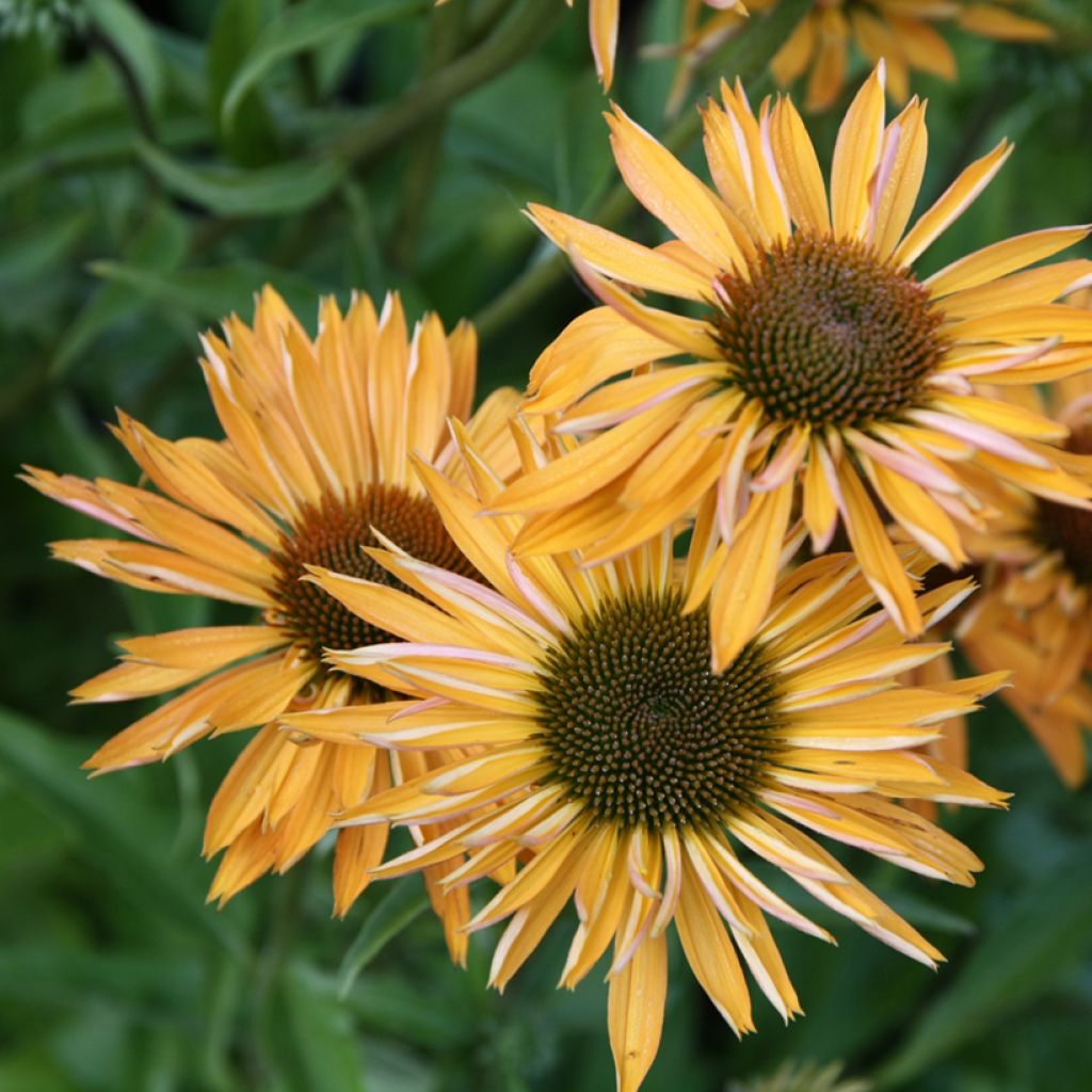 Echinacea Big Kahuna