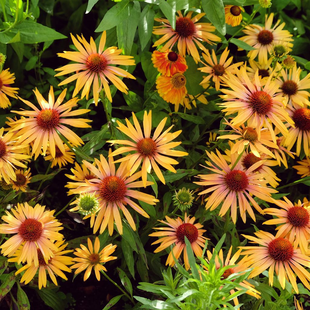 Echinacea Big Kahuna