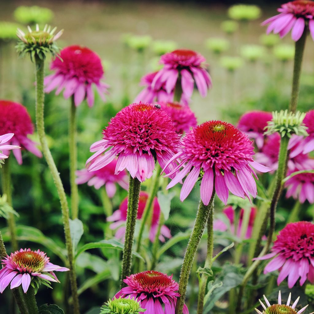Echinacea Catharina