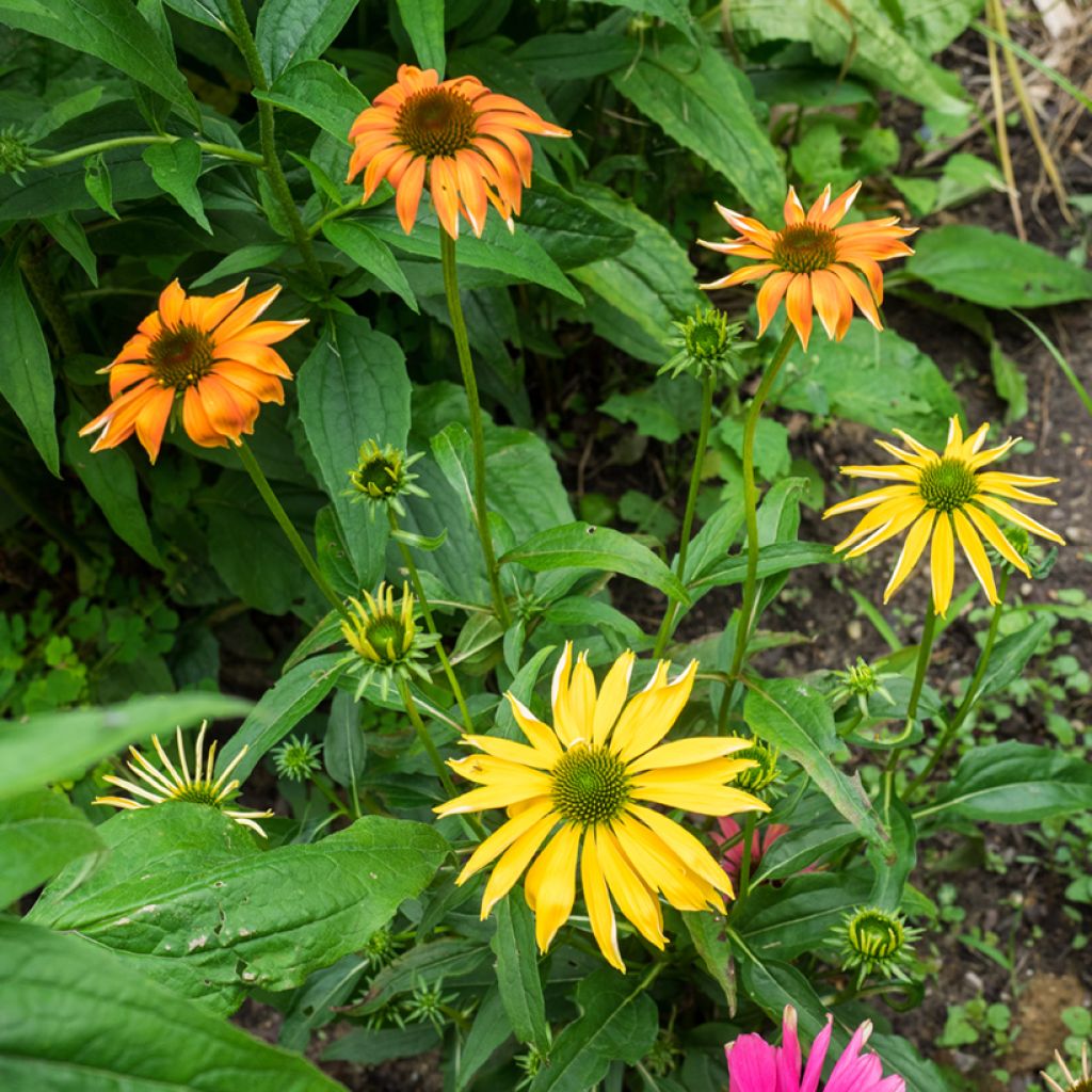 Echinacea Cheyenne Spirit