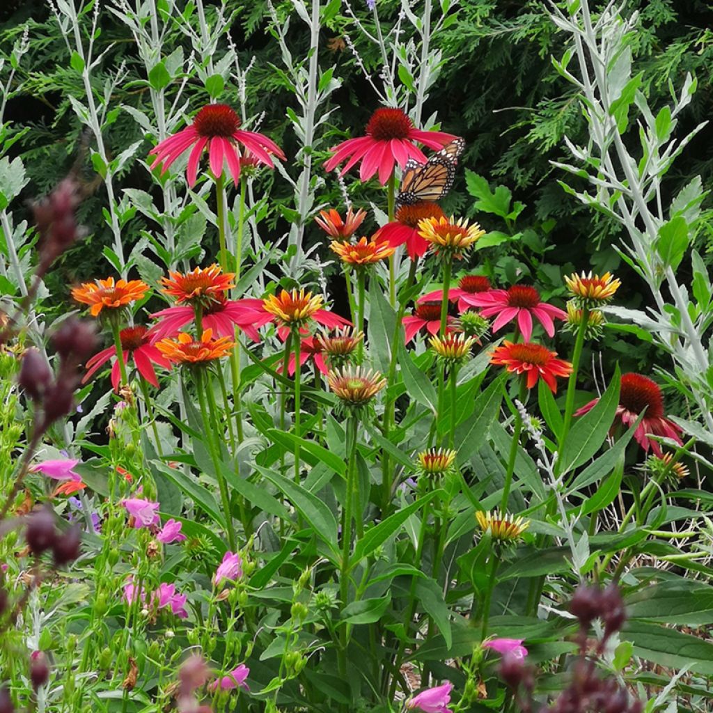 Echinacea Cheyenne Spirit