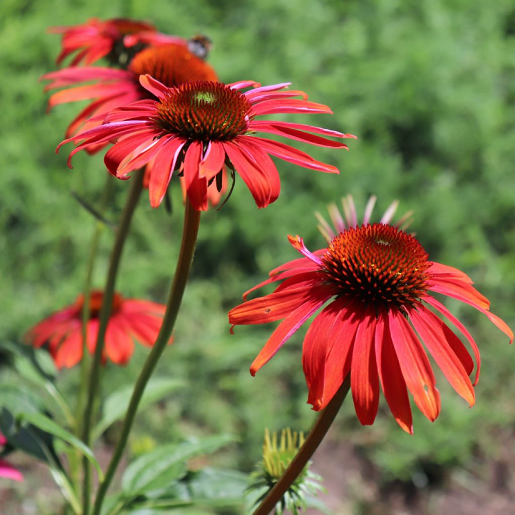 Echinacea Cheyenne Spirit