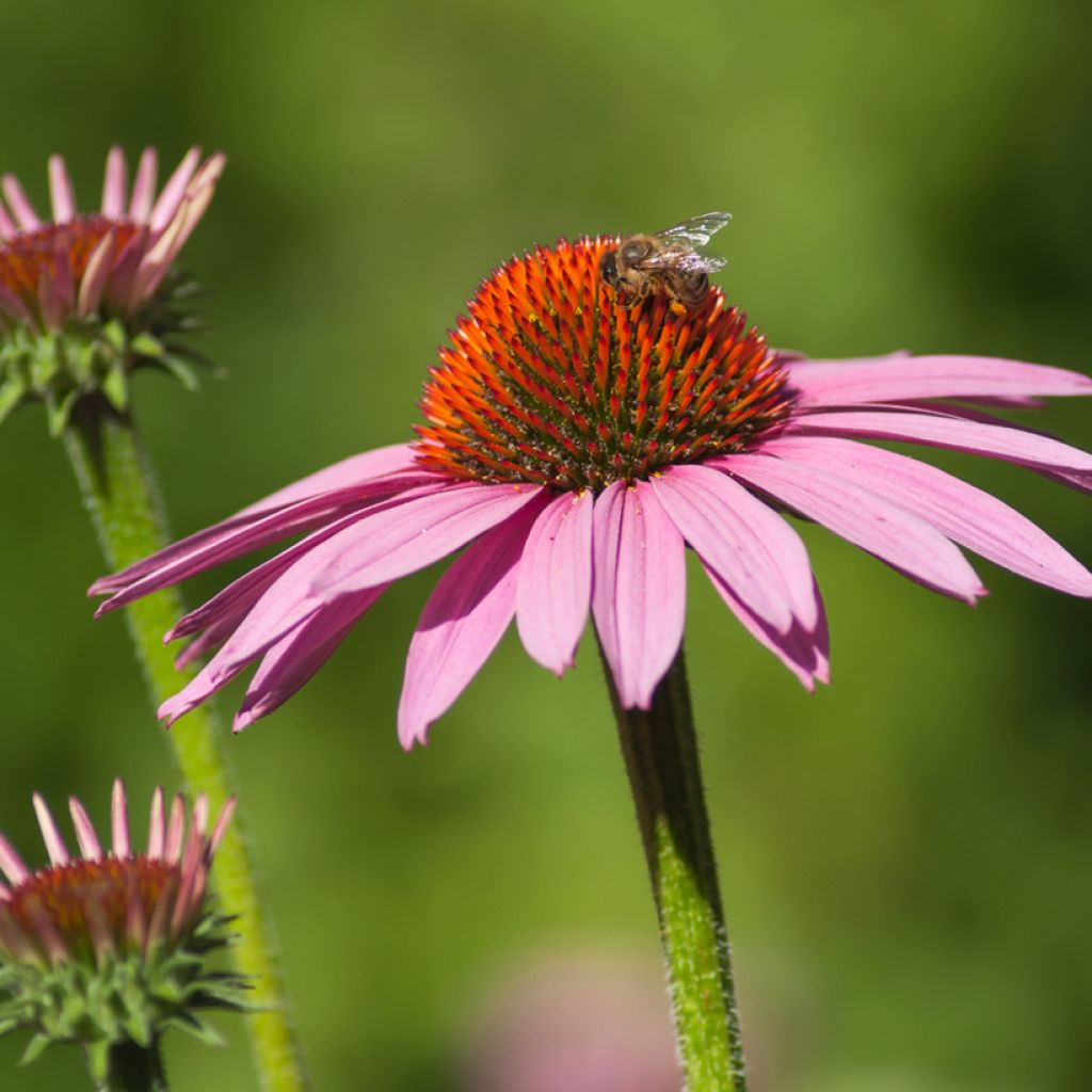 Echinacea Cheyenne Spirit