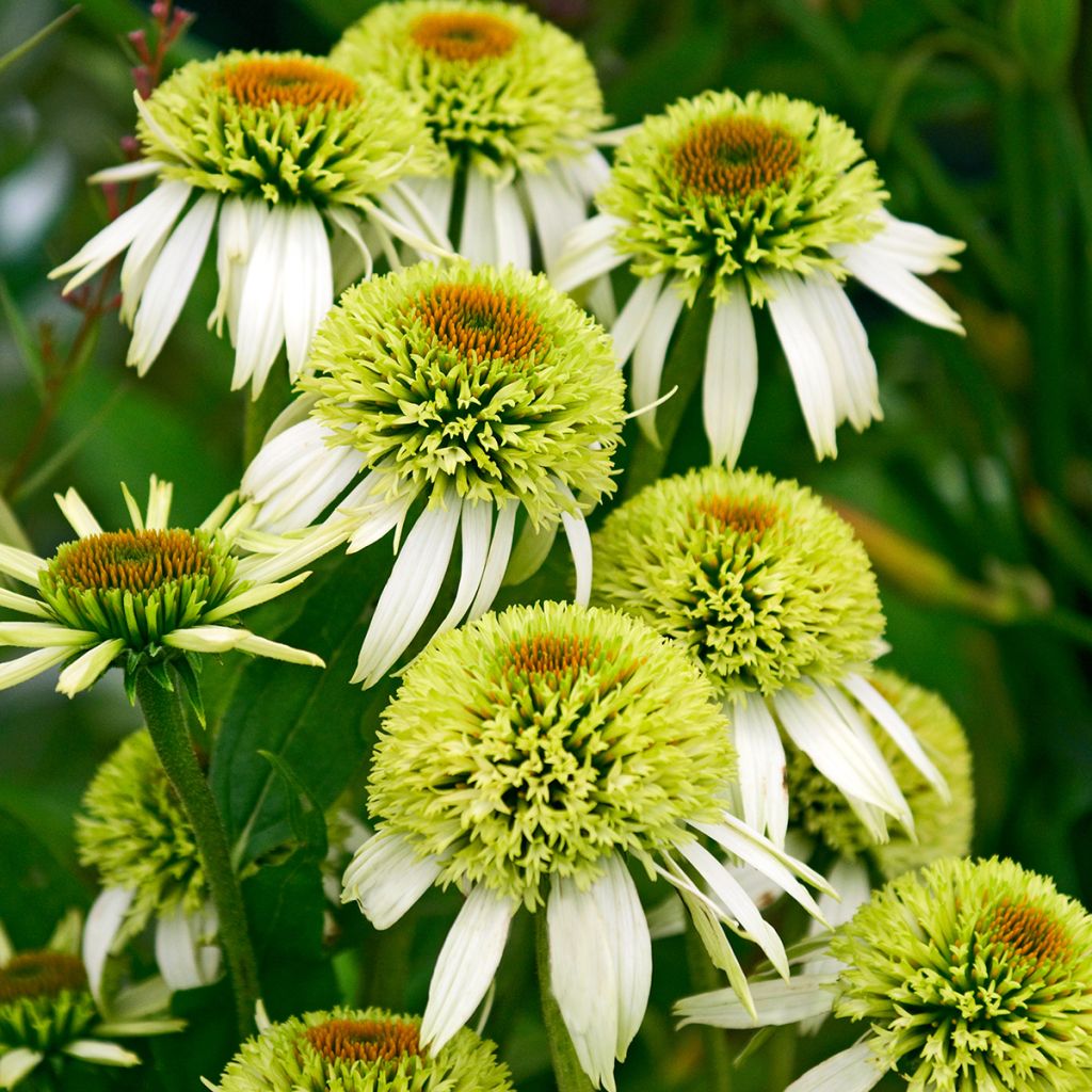Echinacea Coconut Lime