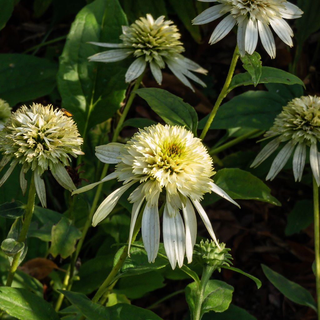 Echinacea Coconut Lime