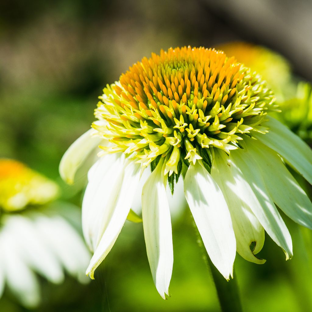 Echinacea Coconut Lime