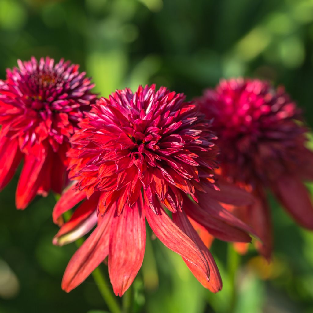 Echinacea Eccentric