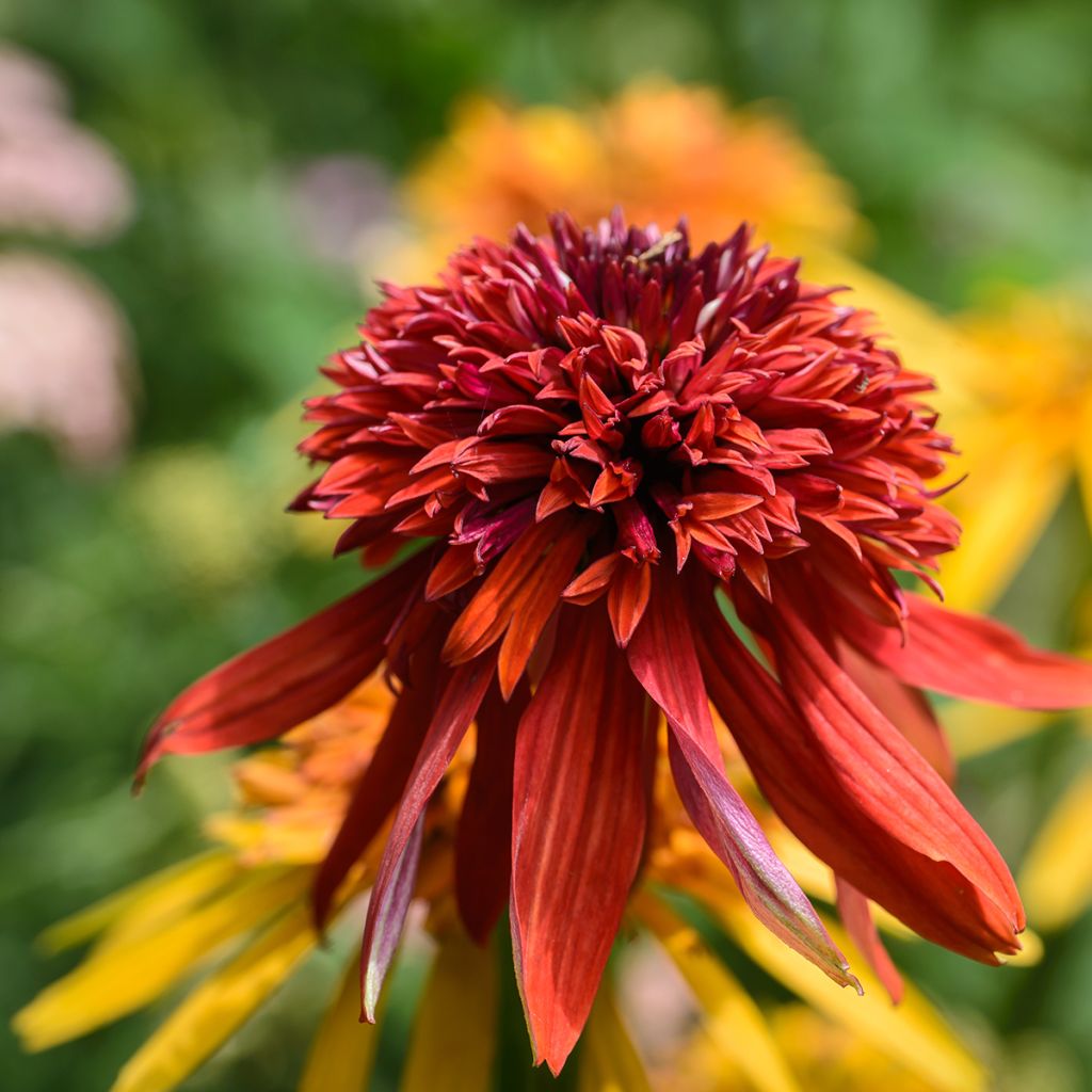Echinacea Eccentric