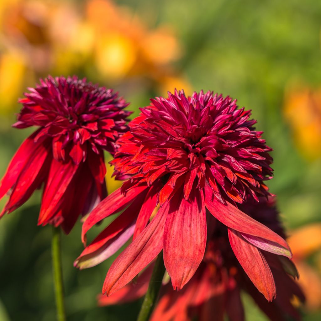 Echinacea Eccentric
