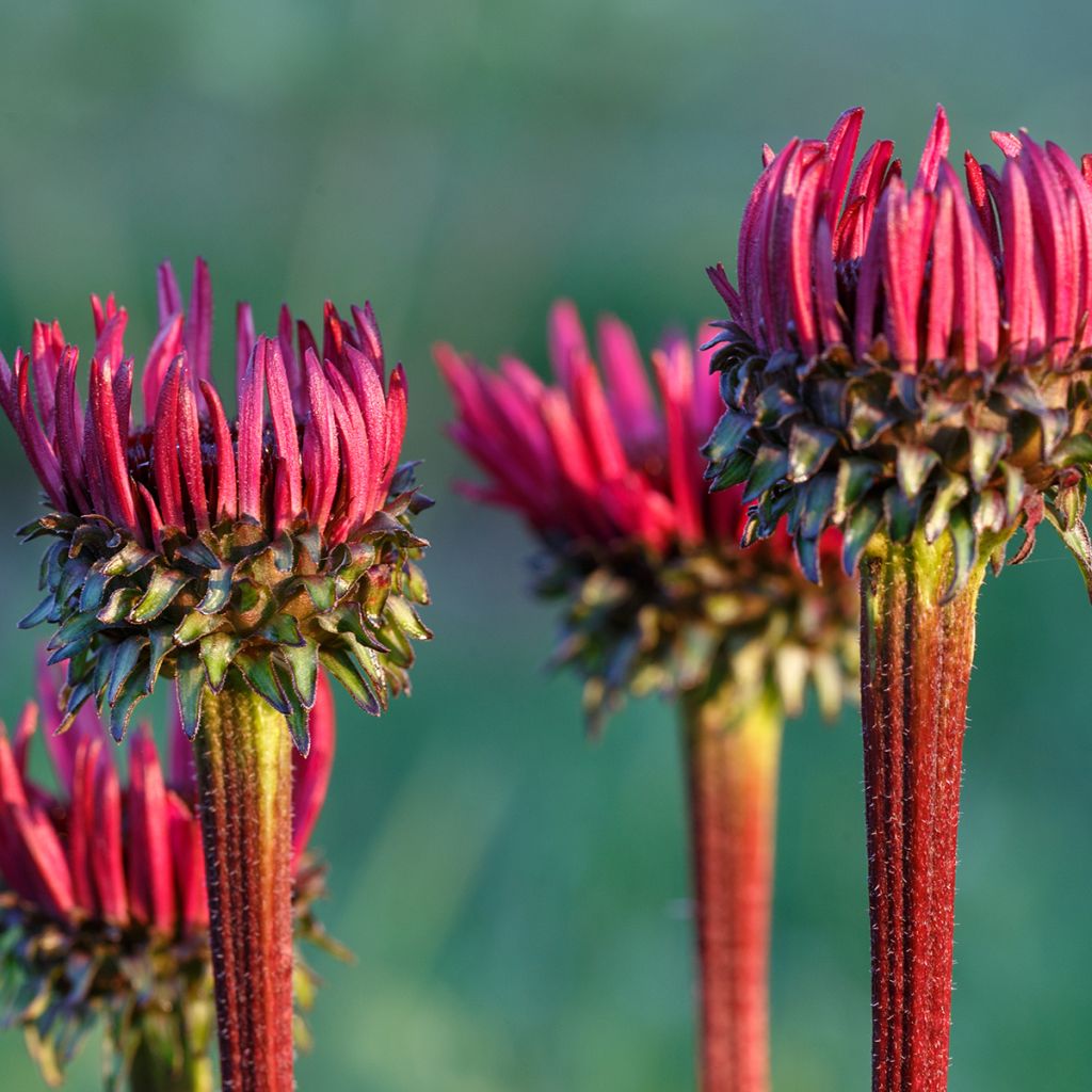 Echinacea Fatal Attraction