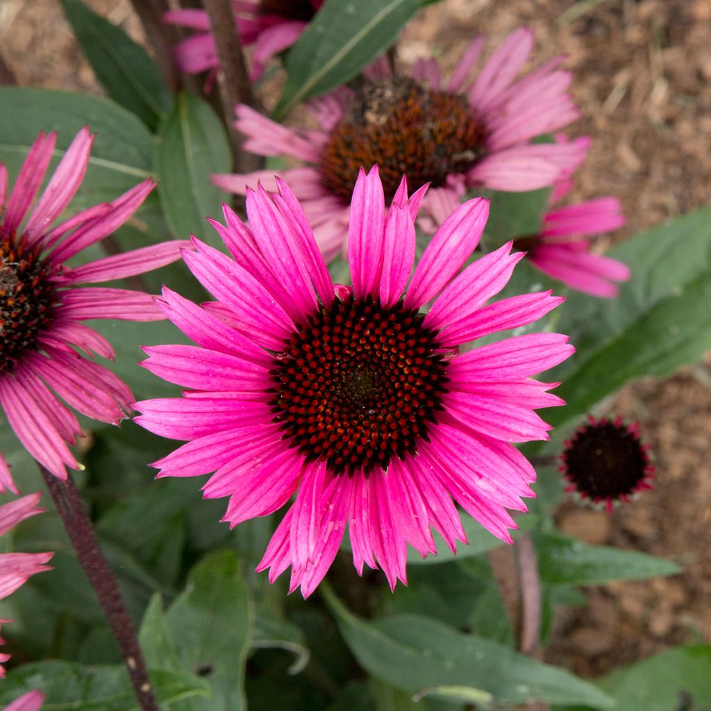 Echinacea Fatal Attraction