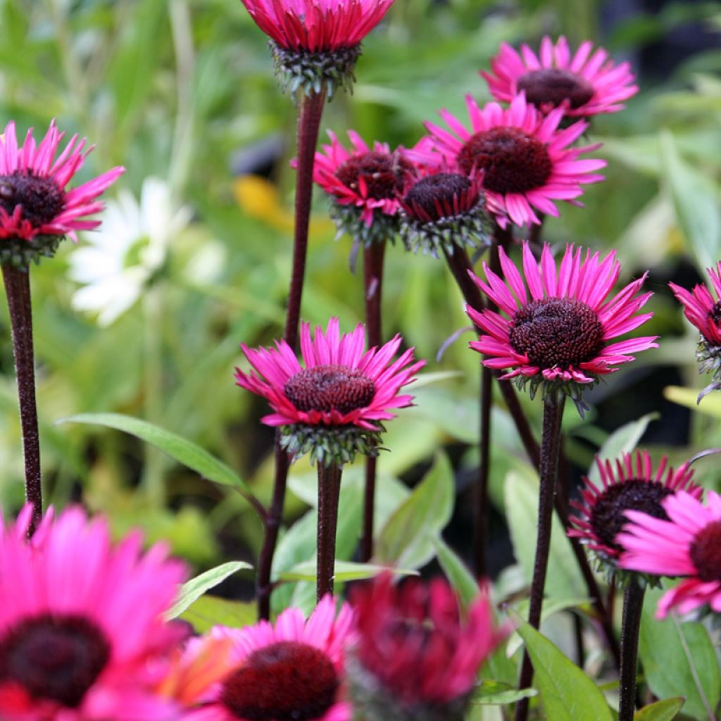 Echinacea Fatal Attraction