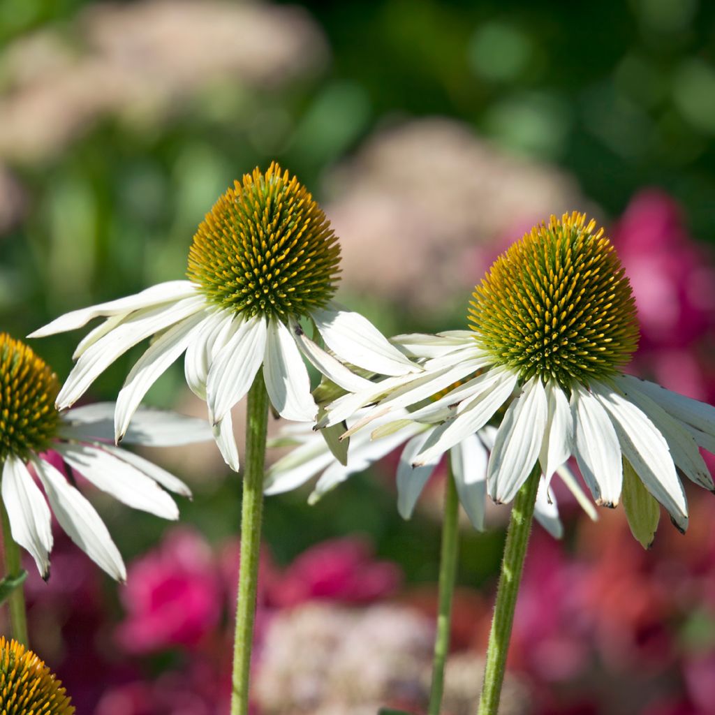 Echinacea Fragrant Angel